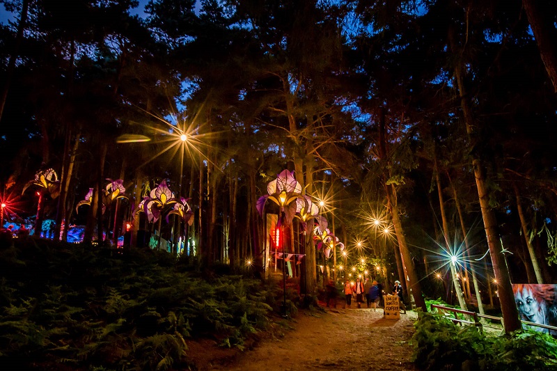 Forest at Latitude